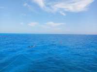 Great day of scuba diving in Key Largo with Rainbow Reef on snapper ledge tropical legend 2021 04 18 r10954 1