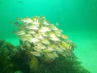 Great day of scuba diving in Key Largo with Rainbow Reef on christmastree cave tropical serenity 2021 08 13 r11521 2