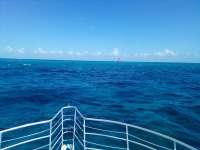 Great day of scuba diving in Key Largo with Rainbow Reef on drift molasses tropical odyssey 2021 08 12 r11519 1