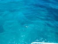 Great day of scuba diving in Key Largo with Rainbow Reef on drift molasses tropical odyssey 2021 08 12 r11519 2