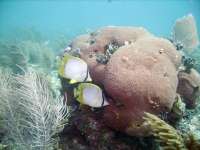 Great day of scuba diving in Key Largo with Rainbow Reef on eagle ray alley tropical legend 2021 08 29 r11554 2