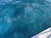 Great day of scuba diving in Key Largo with Rainbow Reef on eagle ray alley tropical serenity 2021 08 30 r11555 2