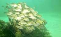 Great day of scuba diving in Key Largo with Rainbow Reef on french reef tropical legend 2021 08 29 r11552 2