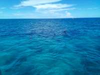 Great day of scuba diving in Key Largo with Rainbow Reef on french twist tropical odyssey 2021 08 08 r11513 1