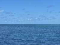 Great day of scuba diving in Key Largo with Rainbow Reef on permit ledges tropical legend 2021 08 21 r11539 4