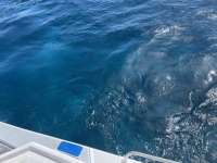 Great day of scuba diving in Key Largo with Rainbow Reef on uscgc duane tropical destiny 2021 08 07 r11509 2
