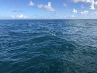 Great day of scuba diving in Key Largo with Rainbow Reef on benwood wreck tropical legend 2021 12 12 r11964 1