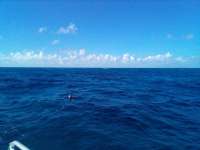 Great day of scuba diving in Key Largo with Rainbow Reef on french reef tropical adventure 2021 12 15 r11971 1