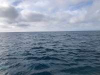 Great day of scuba diving in Key Largo with Rainbow Reef on molasses reef tropical legend 2021 12 20 r11980 1