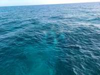Great day of scuba diving in Key Largo with Rainbow Reef on christmastree cave santana 2021 01 27 r10611 1