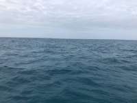 Great day of scuba diving in Key Largo with Rainbow Reef on crf nursery tropical serenity 2021 01 08 r10530 1