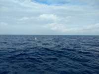 Great day of scuba diving in Key Largo with Rainbow Reef on drift molasses tropical explorer 2021 01 04 r10513 1