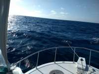 Great day of scuba diving in Key Largo with Rainbow Reef on eagle ray alley tropical destiny 2021 01 03 r10505 1