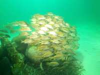 Great day of scuba diving in Key Largo with Rainbow Reef on benwood wreck tropical legend 2021 07 20 r11409 2