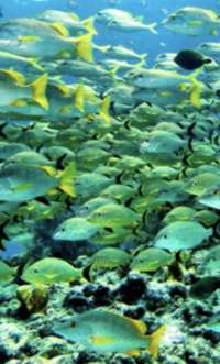 Great day of scuba diving in Key Largo with Rainbow Reef on double north tropical destiny 2021 07 24 r11440 1
