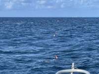 Great day of scuba diving in Key Largo with Rainbow Reef on drift french tropical adventure 2021 07 18 r11395 2