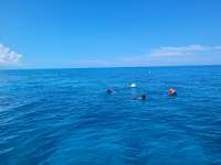 Great day of scuba diving in Key Largo with Rainbow Reef on french reef tropical adventure 2021 07 28 r11462 2