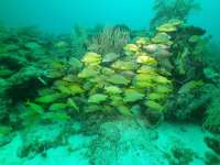 Great day of scuba diving in Key Largo with Rainbow Reef on french reef tropical legend 2021 07 20 r11407 2