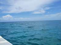 Great day of scuba diving in Key Largo with Rainbow Reef on french reef tropical odyssey 2021 07 11 r11347 2