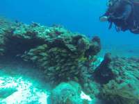 Great day of scuba diving in Key Largo with Rainbow Reef on snapper ledge tropical legend 2021 07 17 r11389 1