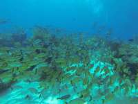 Great day of scuba diving in Key Largo with Rainbow Reef on snapper ledge tropical serenity 2021 07 20 r11406 1
