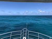 Great day of scuba diving in Key Largo with Rainbow Reef on the horseshoe tropical odyssey 2021 07 18 r11398 1
