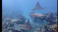Great day of scuba diving in Key Largo with Rainbow Reef on christmastree cave tropical serenity 2021 06 16 r11262 4