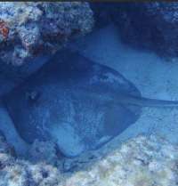 Great day of scuba diving in Key Largo with Rainbow Reef on christmastree cave tropical serenity 2021 06 16 r11263 2