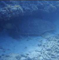 Great day of scuba diving in Key Largo with Rainbow Reef on christmastree cave tropical serenity 2021 06 16 r11263 3