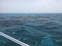Great day of scuba diving in Key Largo with Rainbow Reef on eagle ray alley tropical explorer 2021 06 15 r11256 1
