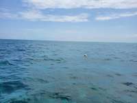 Great day of scuba diving in Key Largo with Rainbow Reef on french reef santana 2021 06 20 r11278 1