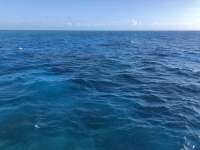 Great day of scuba diving in Key Largo with Rainbow Reef on christmastree cave santana 2021 03 30 r10854 1