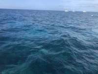 Great day of scuba diving in Key Largo with Rainbow Reef on eagle ray alley tropical serenity 2021 03 29 r10848 1