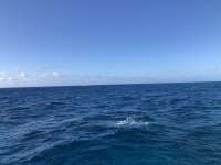 Great day of scuba diving in Key Largo with Rainbow Reef on french reef santana 2021 03 27 r10841 1