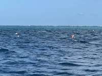 Great day of scuba diving in Key Largo with Rainbow Reef on drift molasses tropical explorer 2021 05 15 r11123 1