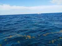 Great day of scuba diving in Key Largo with Rainbow Reef on eagle ray alley santana 2021 05 09 r11095 1
