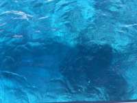Great day of scuba diving in Key Largo with Rainbow Reef on fire coral cave tropical legend 2021 05 01 r11048 2