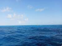 Great day of scuba diving in Key Largo with Rainbow Reef on permit ledges tropical odyssey 2021 05 04 r11066 1