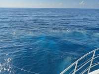 Great day of scuba diving in Key Largo with Rainbow Reef on spiegel grove tropical odyssey 2021 05 06 r11081 1