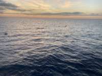 Great day of scuba diving in Key Largo with Rainbow Reef on spiegel grove tropical serenity 2021 11 01 r11810 1