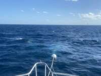 Great day of scuba diving in Key Largo with Rainbow Reef on spiegel grove tropical serenity 2021 11 10 r11847 1
