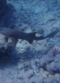 Great day of scuba diving in Key Largo with Rainbow Reef on christmastree cave tropical odyssey 2021 10 09 r11700 2