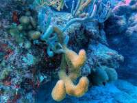 Great day of scuba diving in Key Largo with Rainbow Reef on eagle ray alley tropical destiny 2021 10 26 r11780 3