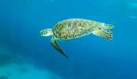 Great day of scuba diving in Key Largo with Rainbow Reef on eagle ray alley tropical odyssey 2021 10 03 r11679 1