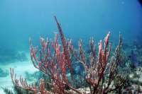 Great day of scuba diving in Key Largo with Rainbow Reef on french reef tropical serenity 2021 10 22 r11746 3