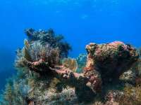 Great day of scuba diving in Key Largo with Rainbow Reef on north star tropical destiny 2021 10 27 r11786 2