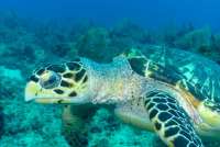 Great day of scuba diving in Key Largo with Rainbow Reef on spiegel grove tropical odyssey 2021 10 05 r11683 2