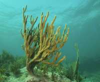 Great day of scuba diving in Key Largo with Rainbow Reef on winch hole tropical odyssey 2021 10 05 r11684 3