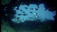 Great day of scuba diving in Key Largo with Rainbow Reef on christmastree cave tropical destiny 2021 09 16 r11621 1