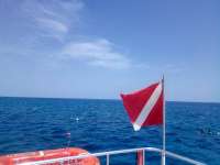 Great day of scuba diving in Key Largo with Rainbow Reef on eagle ray alley tropical odyssey 2021 09 02 r11563 2